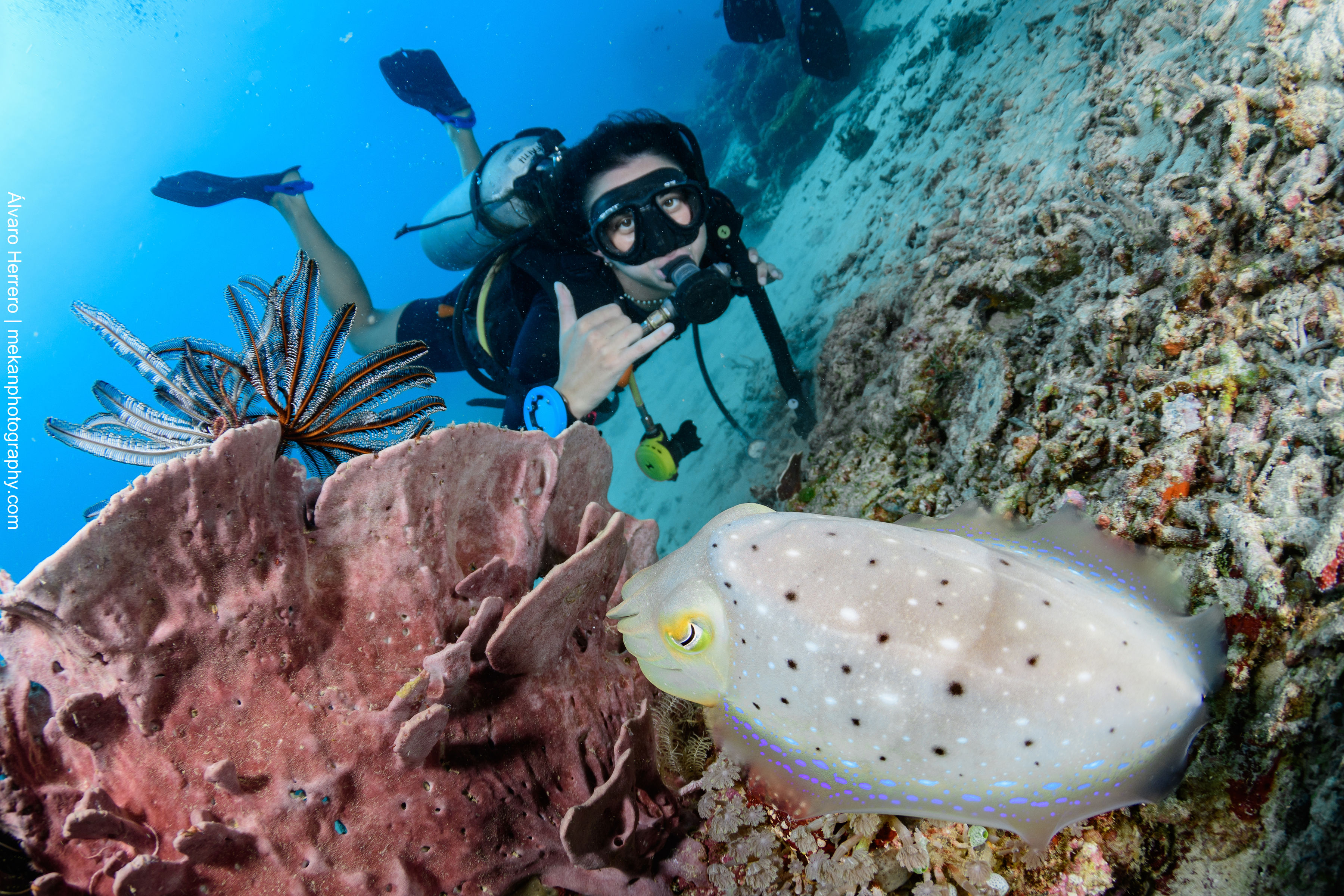 Blue Marlin Dive Gili Trawangan