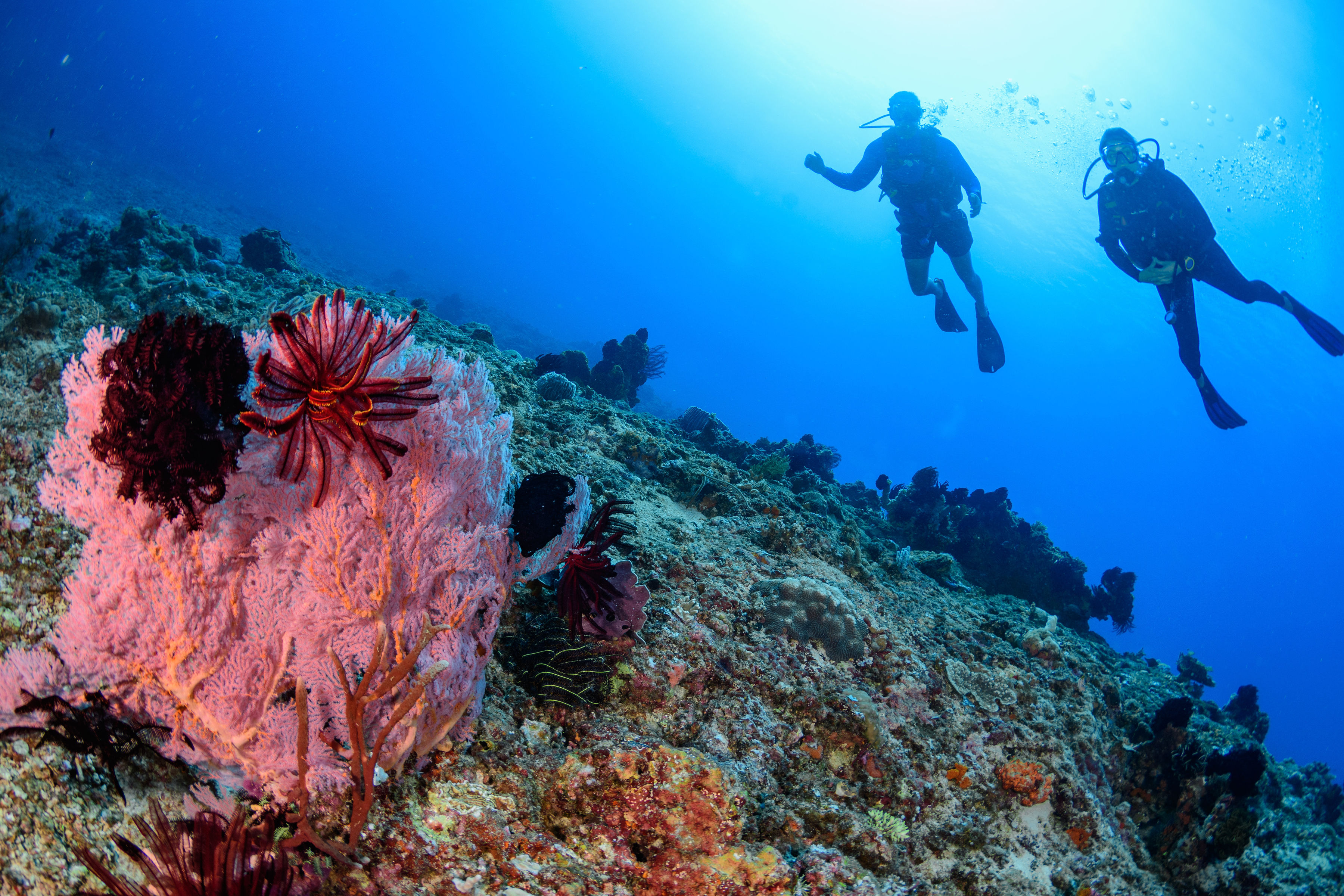 Blue Marlin Dive Gili Trawangan