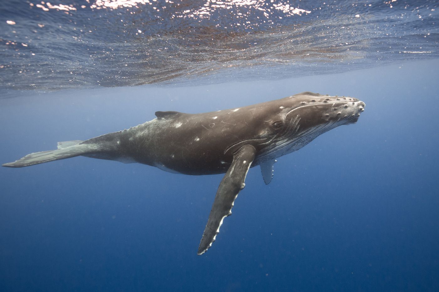 Scubapiti whale