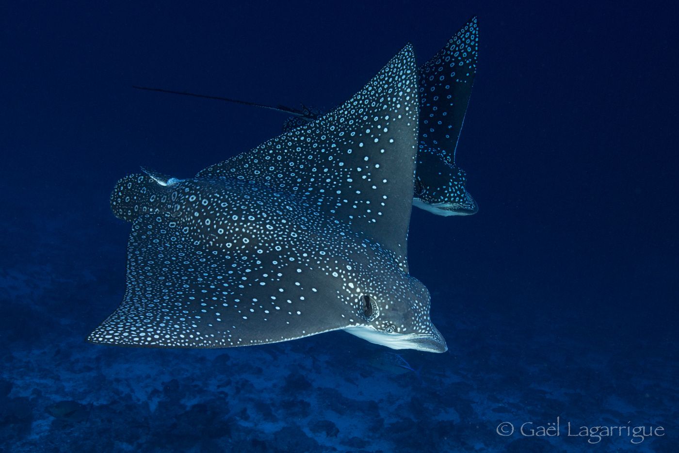 Scubapiti manta rays