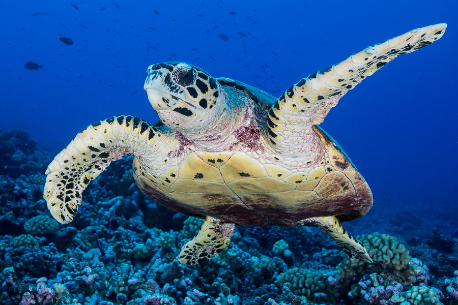 Scubapiti Sea Turtle