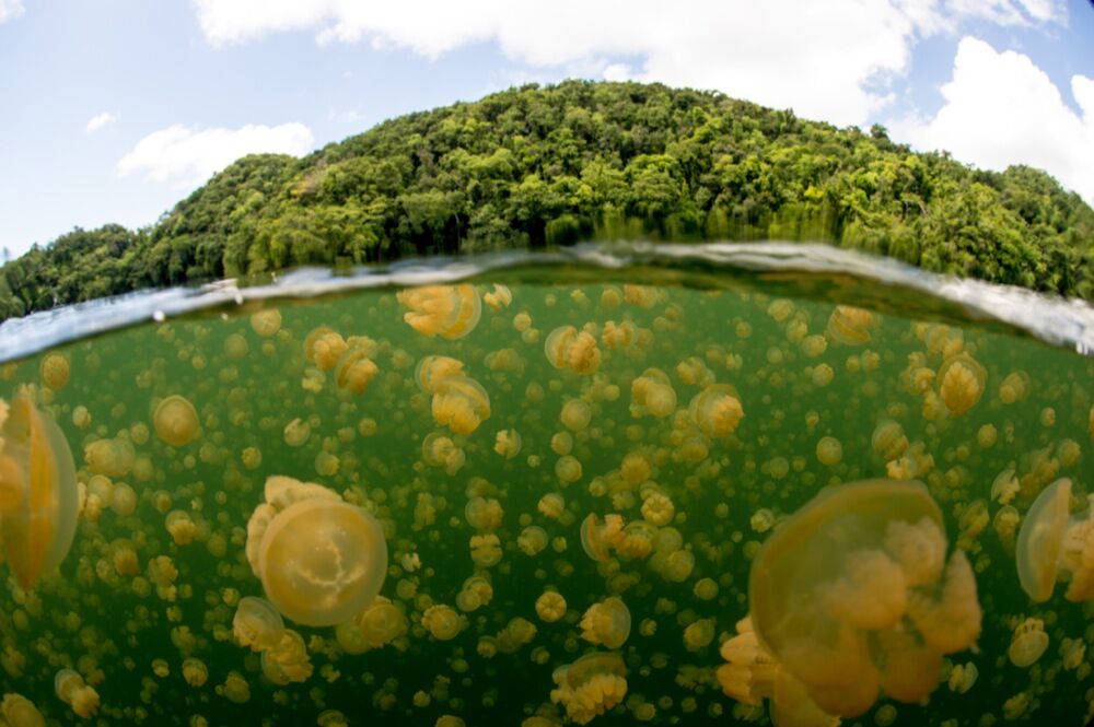 Palau underwater photo by Marc Stickle