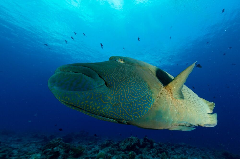 Palau underwater photo by Marc Stickler