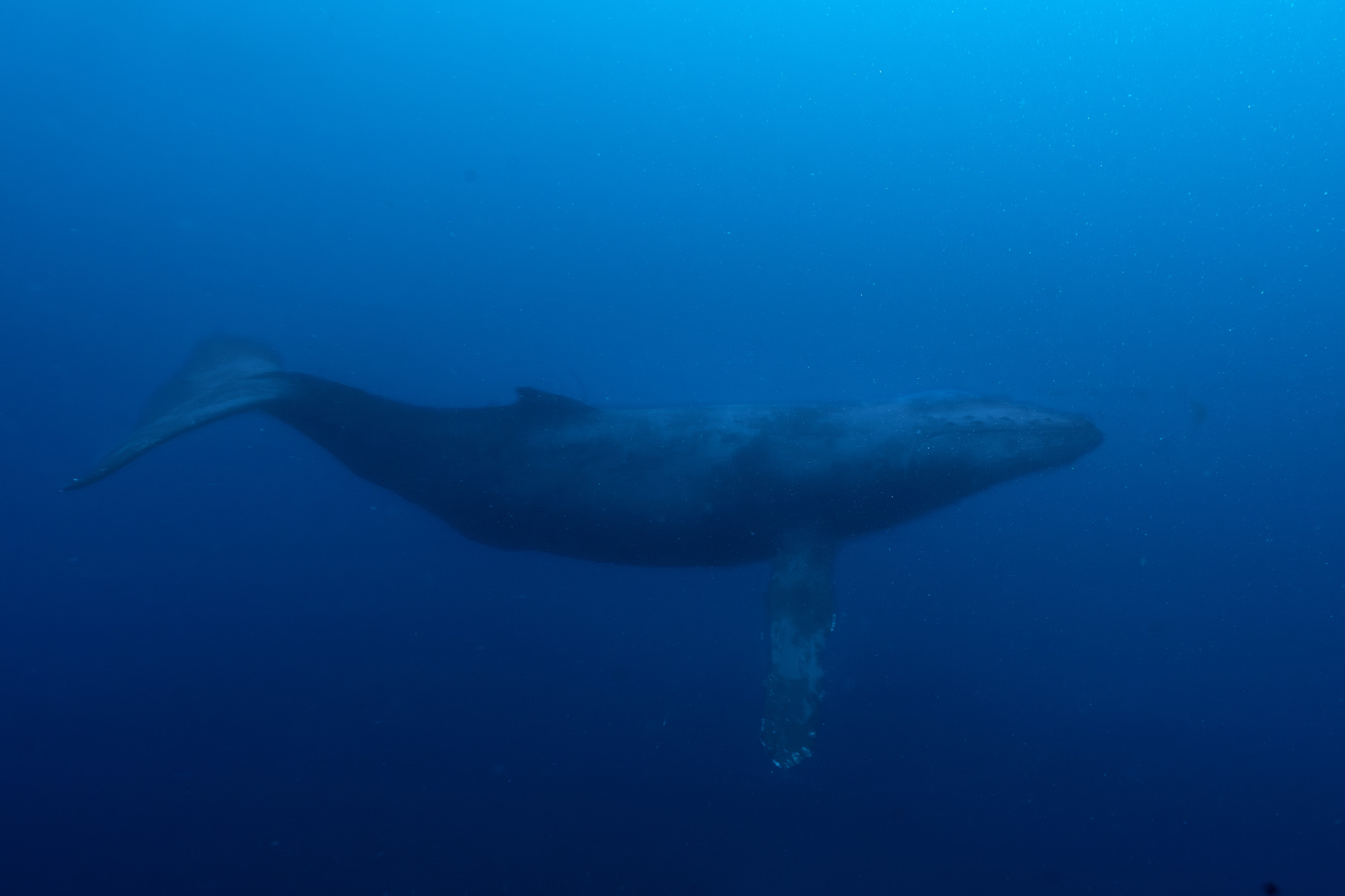 A curious young humpback whale