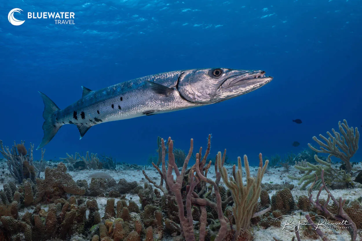 その他 Underwater Cozumel [Blu-ray] Blu-Ray HD Underwater Cozumel - BluScenes High Definition