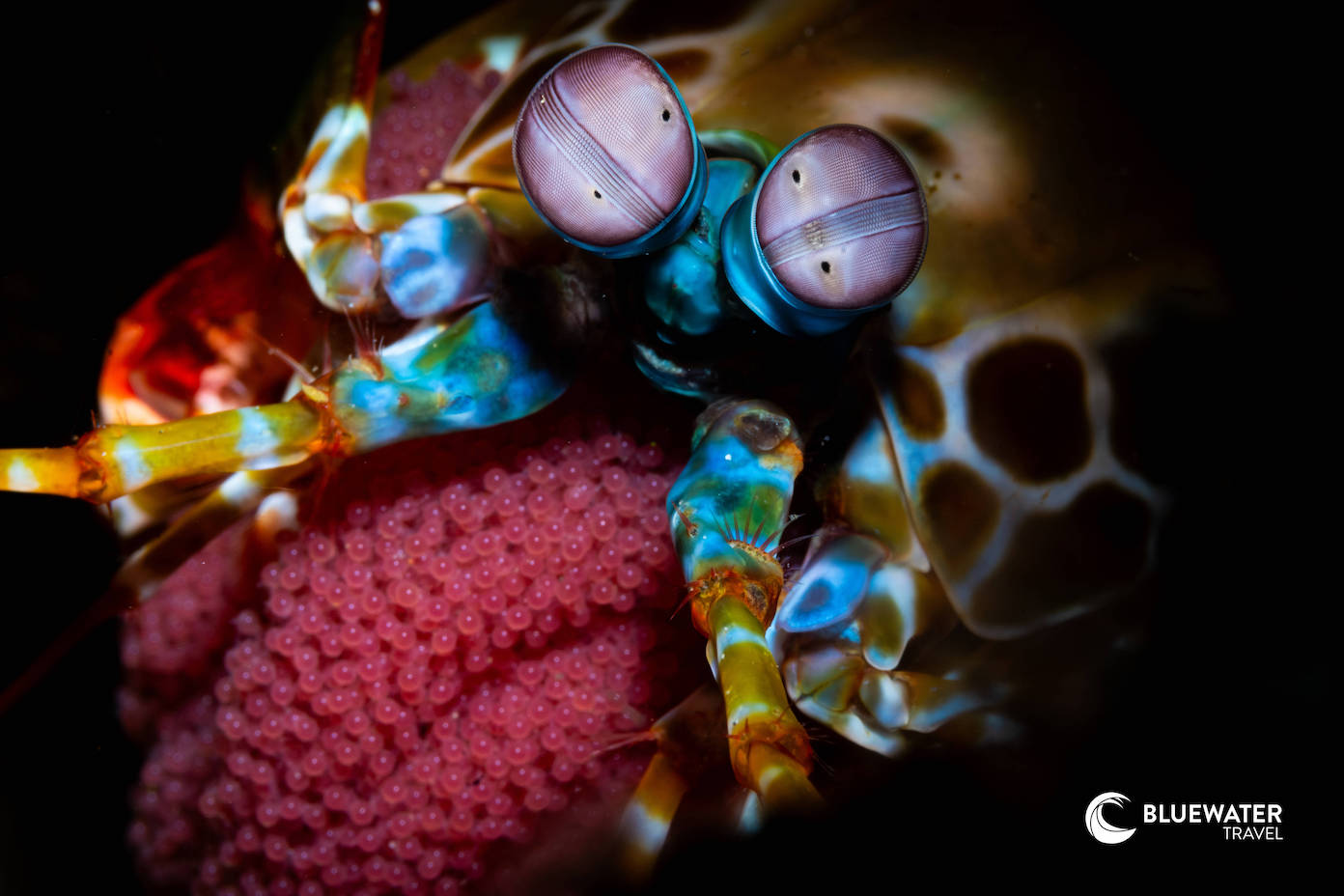 A mantis shrimp clutches its eggs