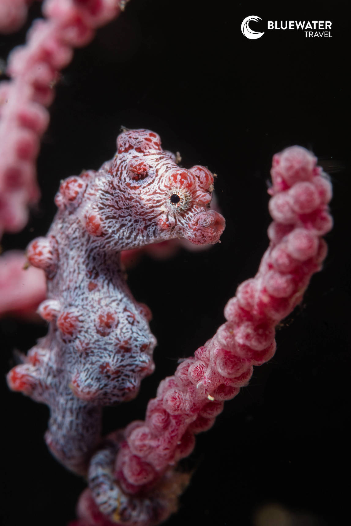 A close up of a pygmy seahorse