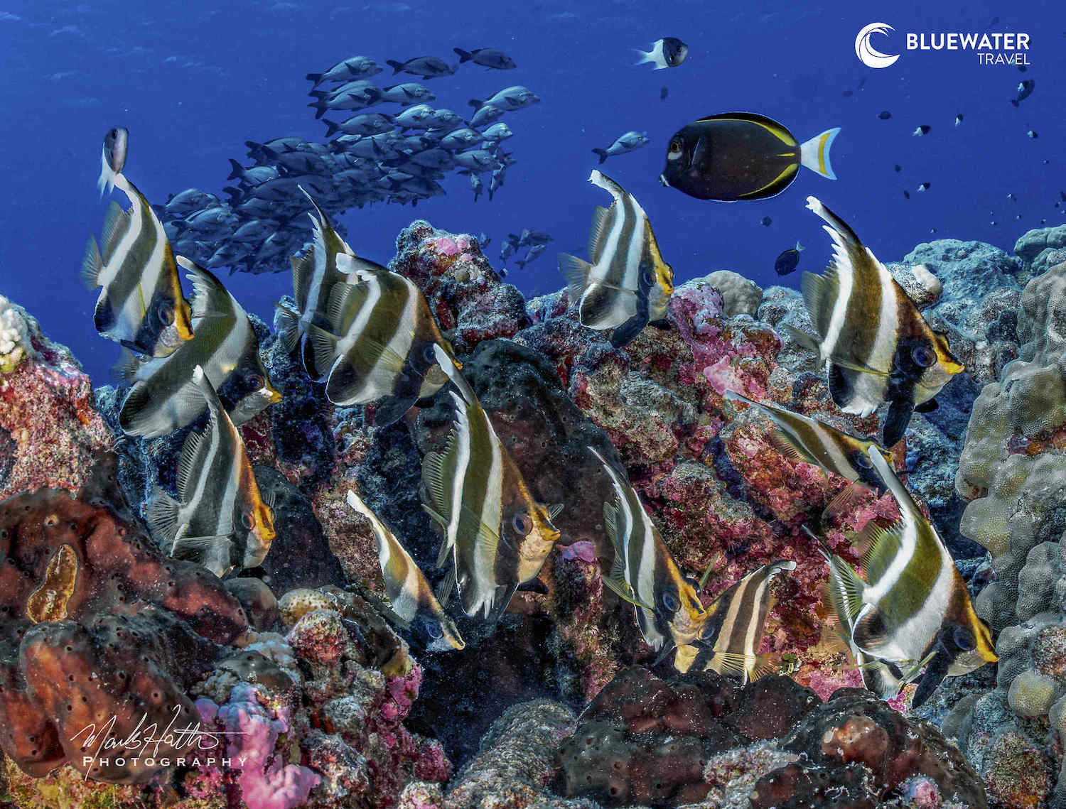 Batfish in Fakarava