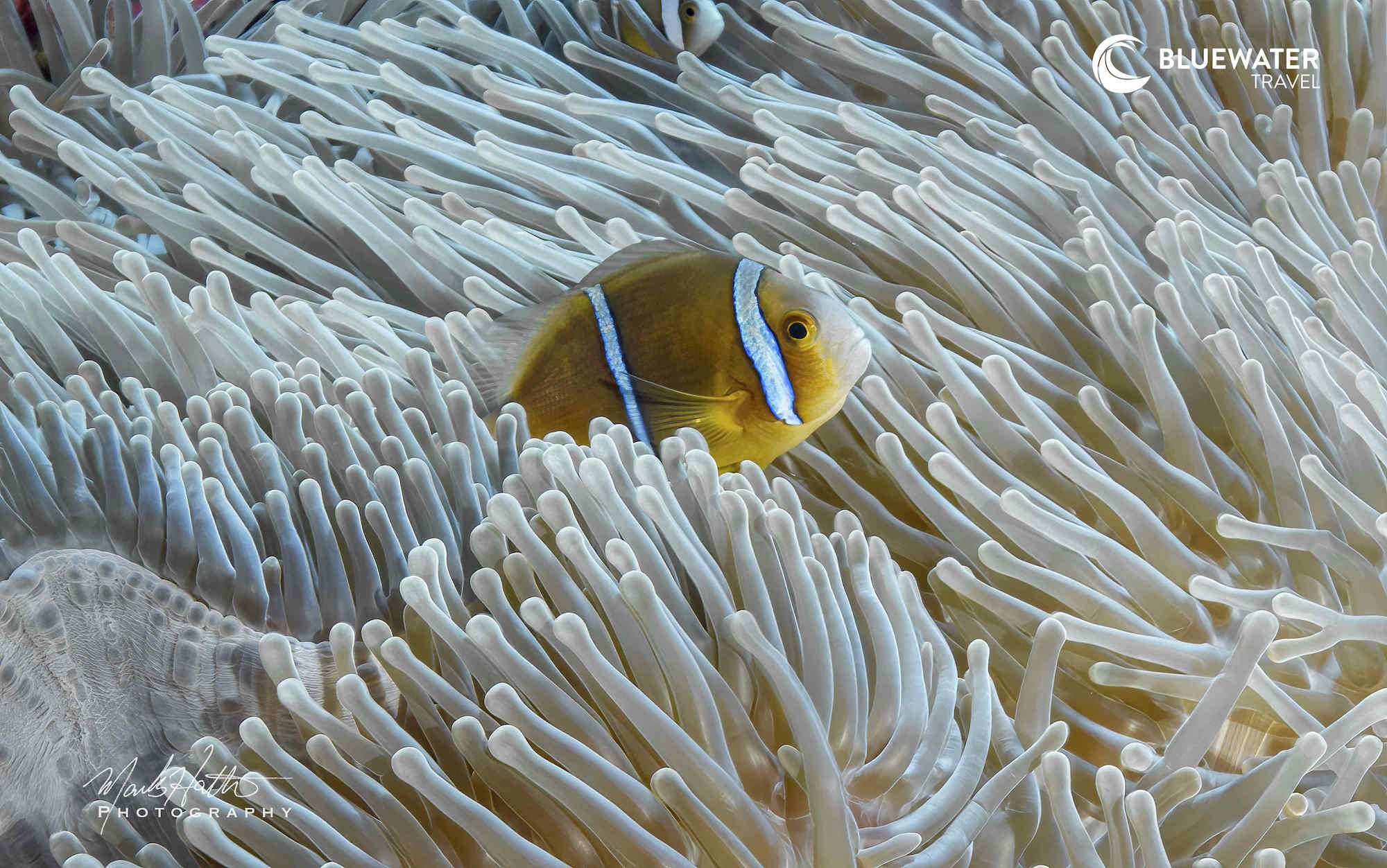 A clownfish in its anemone
