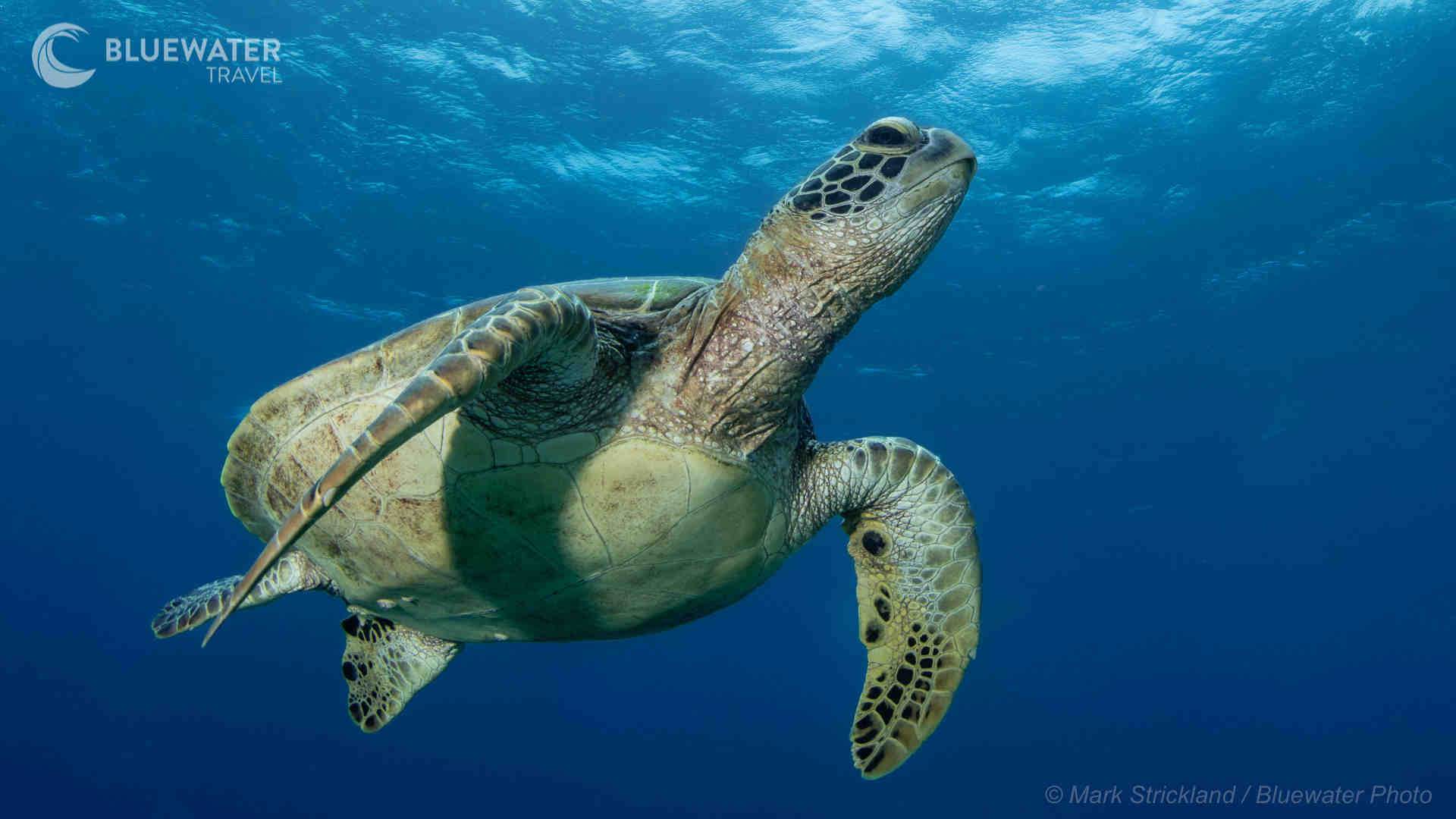 A sea turtle swims past