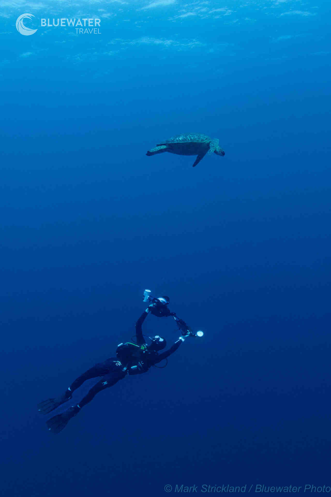 A diver photographs a sea turtle