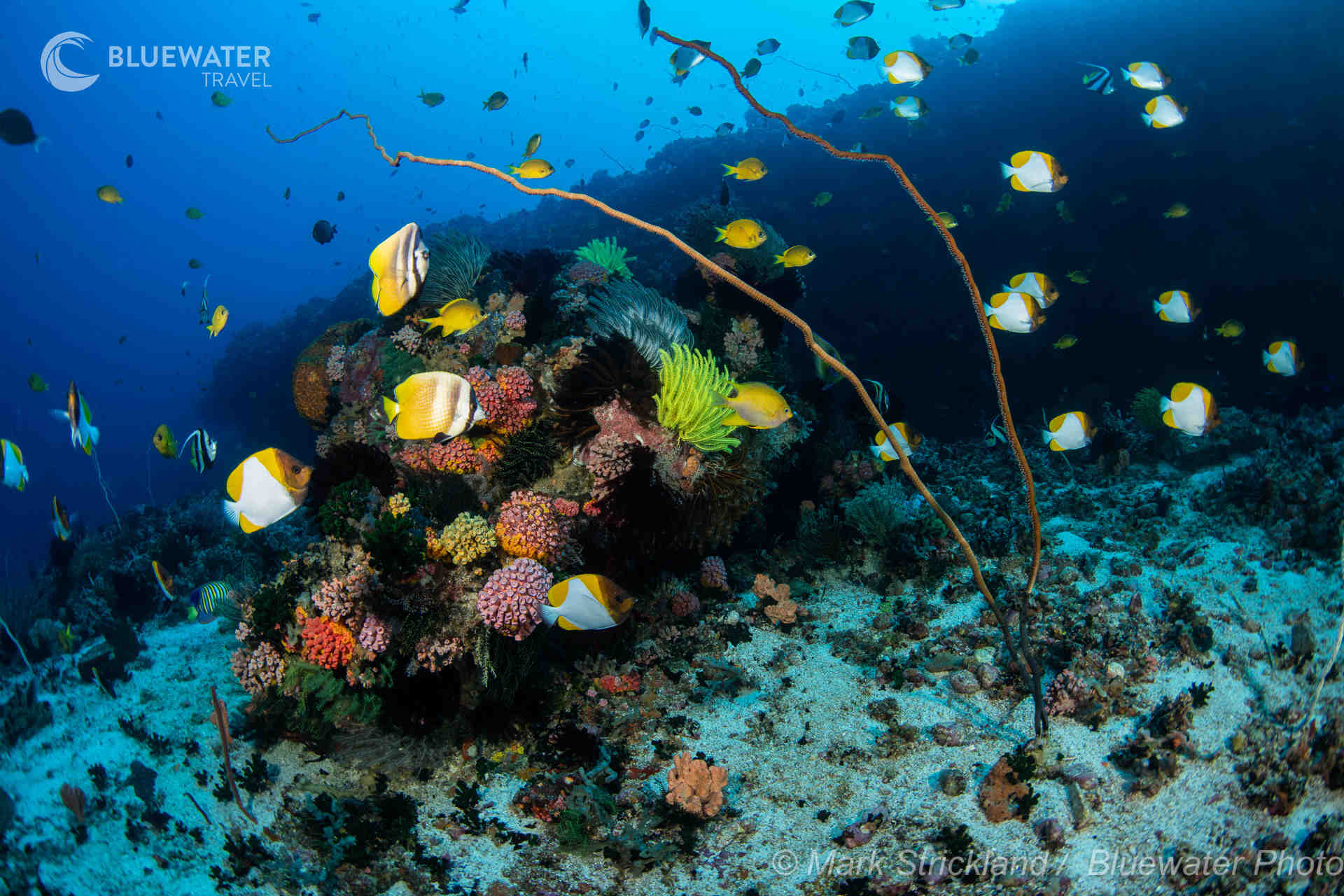 Fish swim over the reef