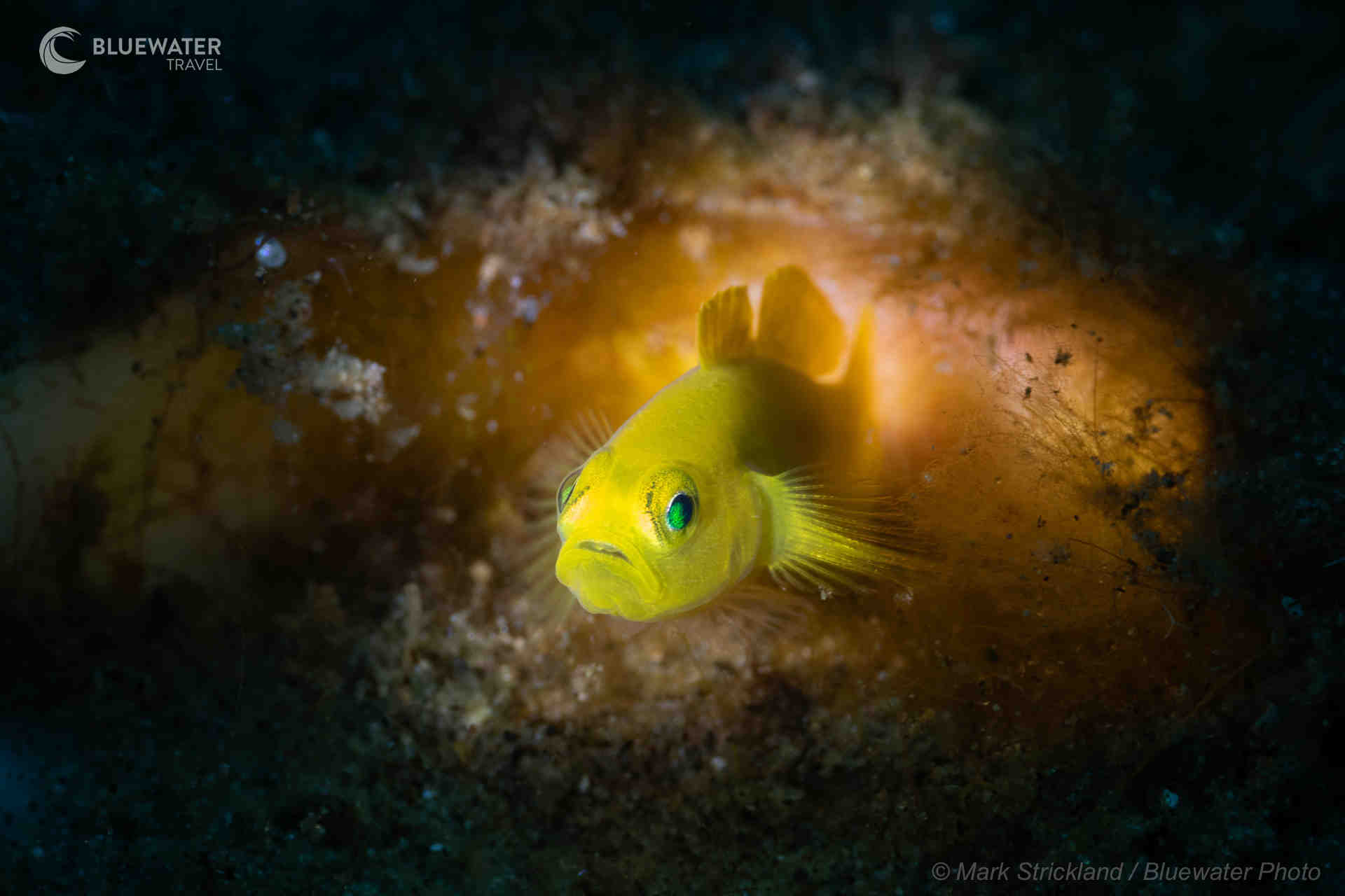 A yellow goby