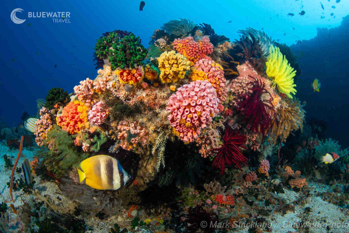 Beautiful underwater reefs in Dumaguete
