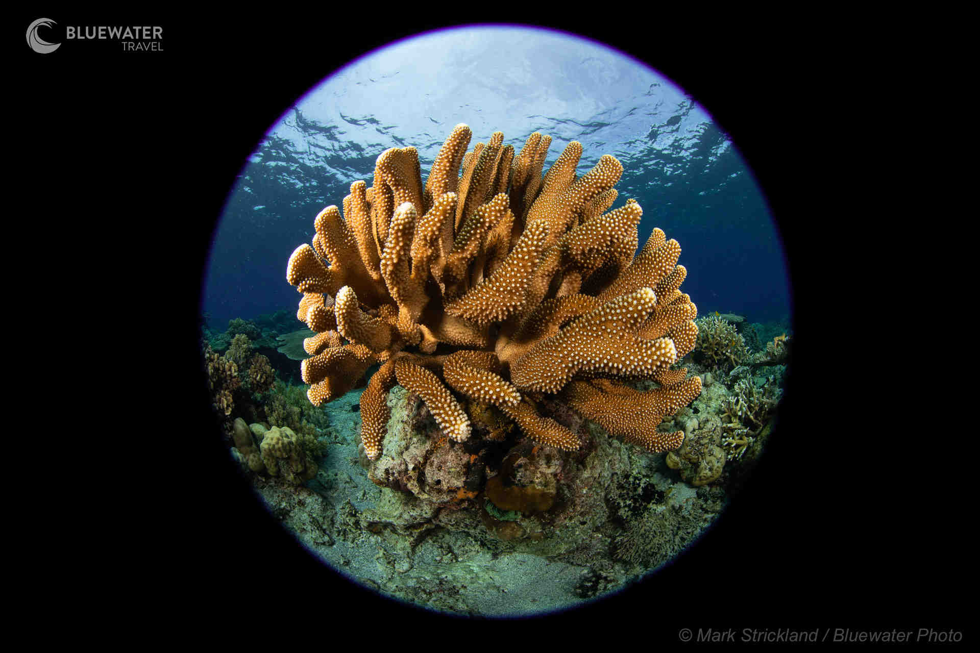 A close up of hard coral