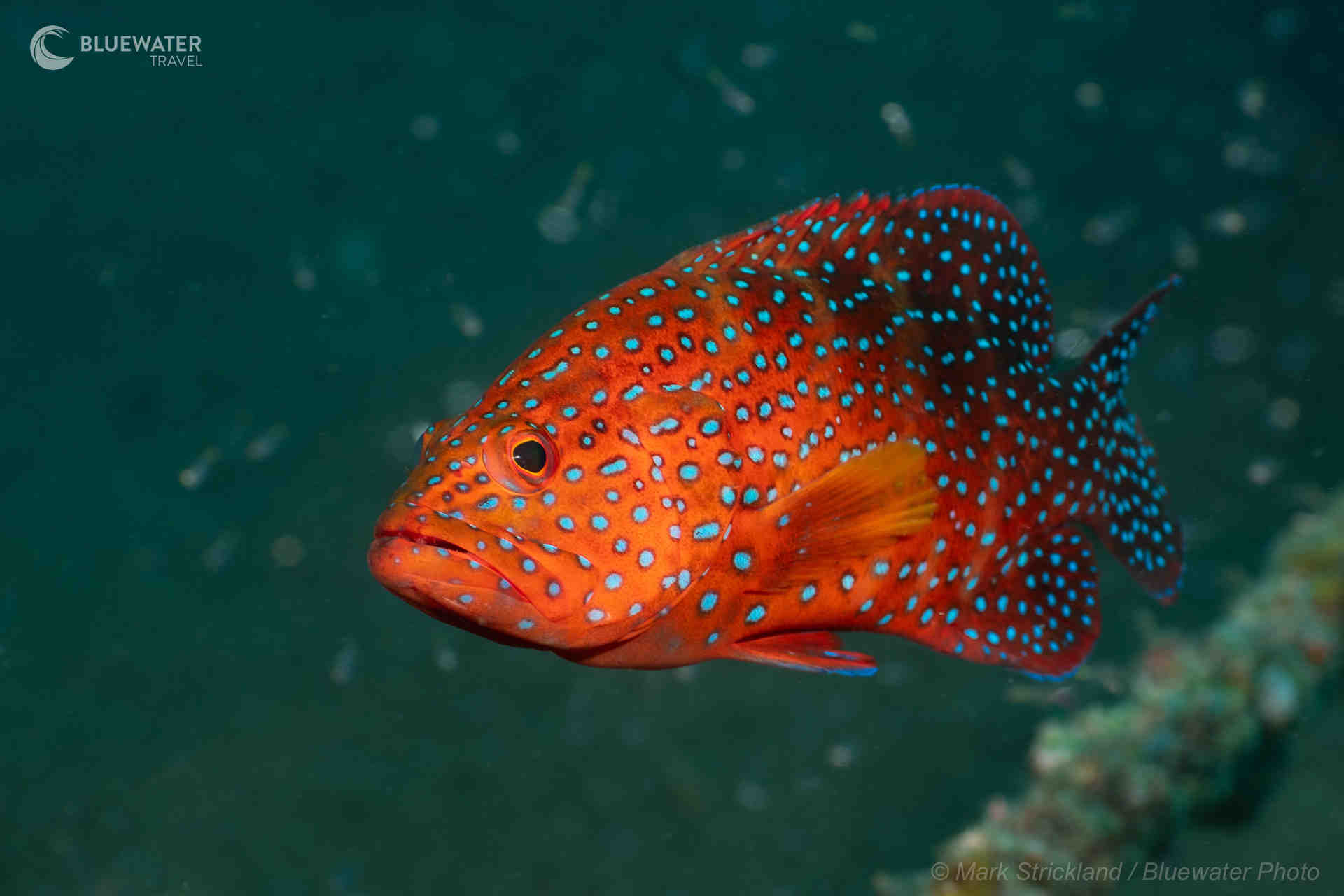 Dumaguete Trip Report 2025