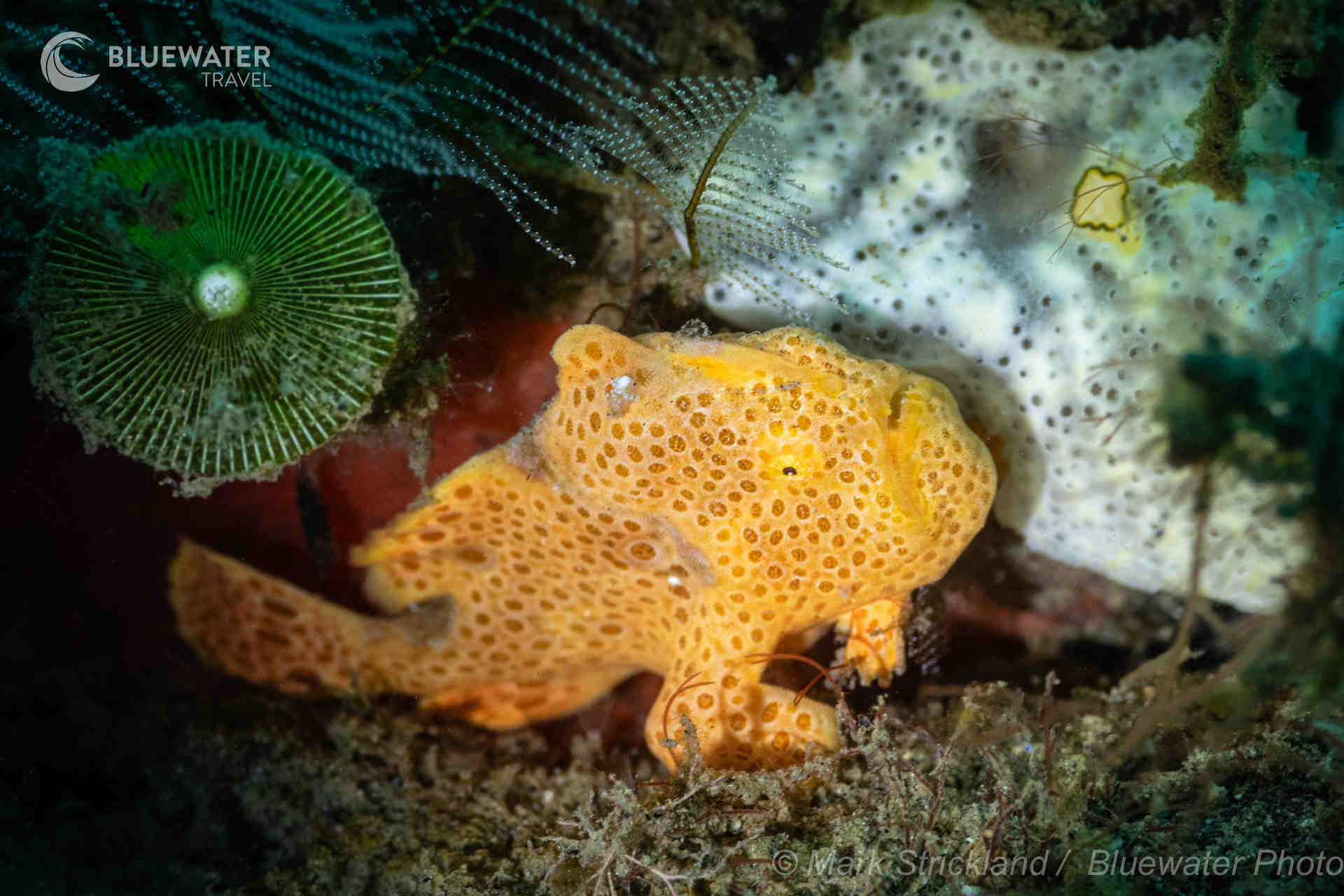 Dumaguete Trip Report 2025