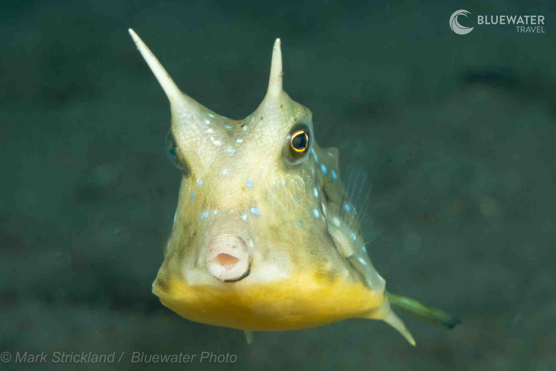 Dumaguete Trip Report 2025