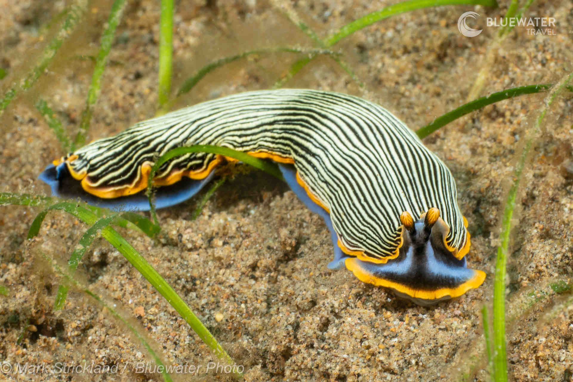 Dumaguete Trip Report 2025