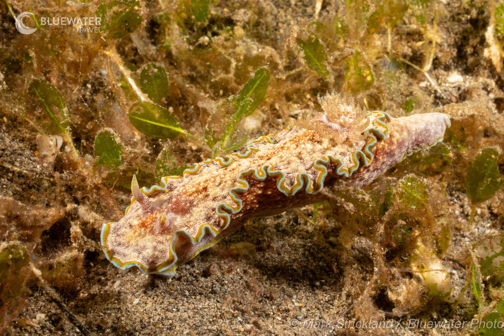 Dumaguete Trip Report 2025