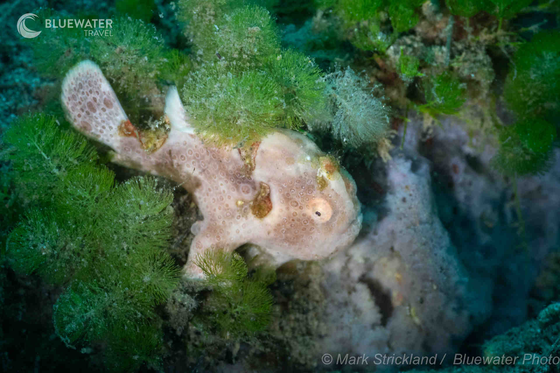 Dumaguete Trip Report 2025