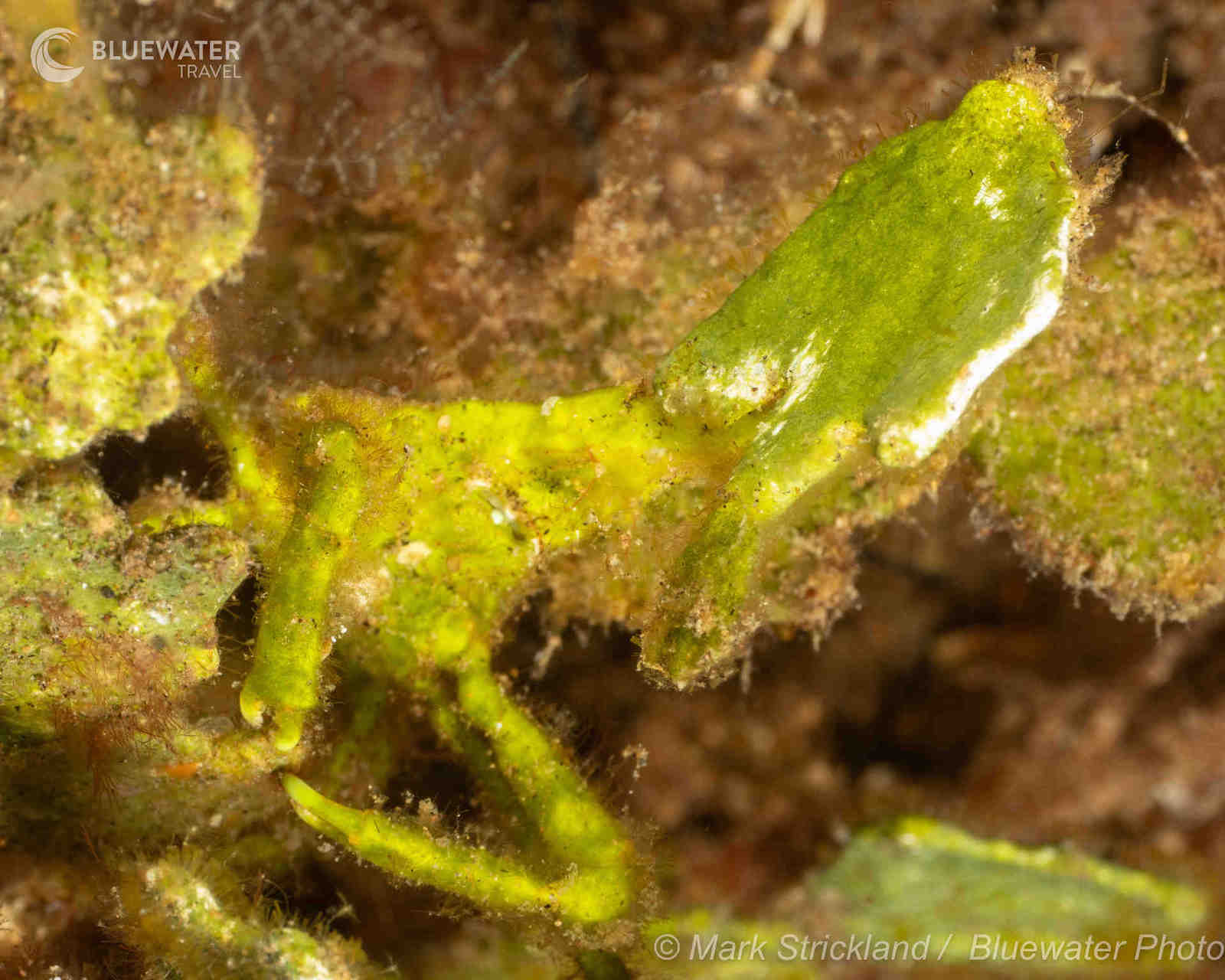 Dumaguete Trip Report 2025