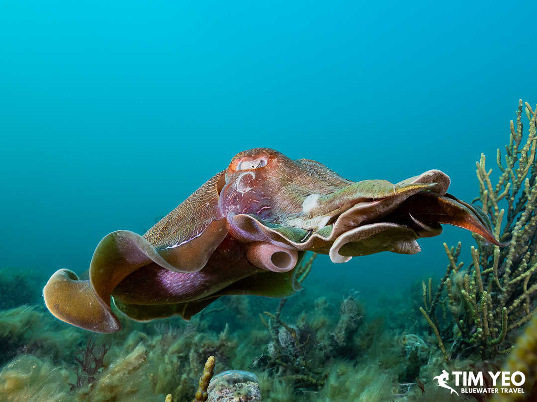 A close up of a cuttlefish
