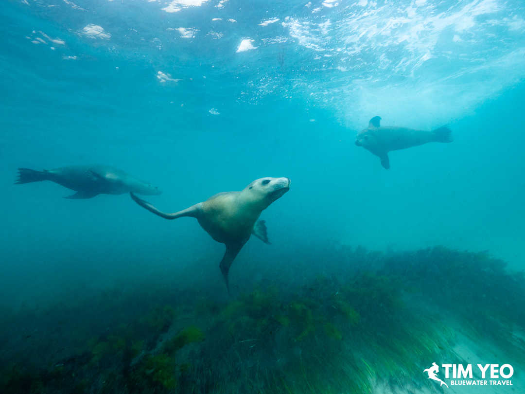 A group of sea lions playing in the water
