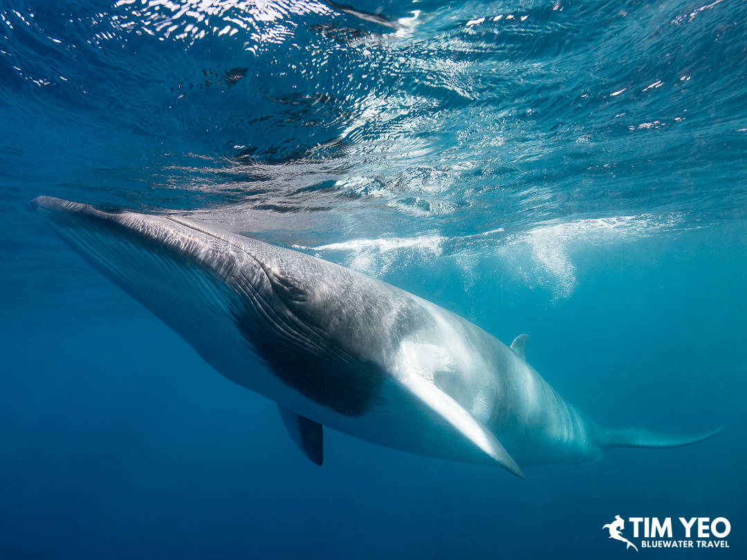 Minke whales in Australia