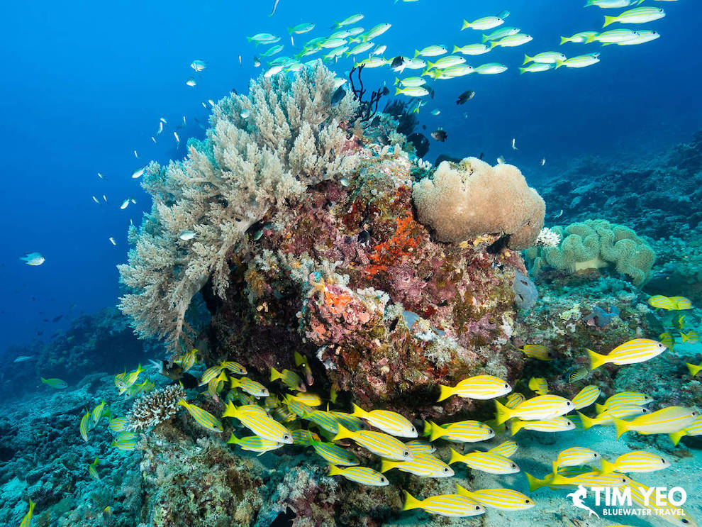 Vibrant coral reefs