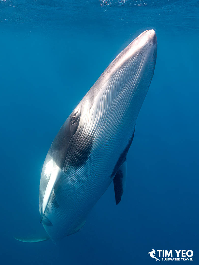 Dwarf Minke Whales