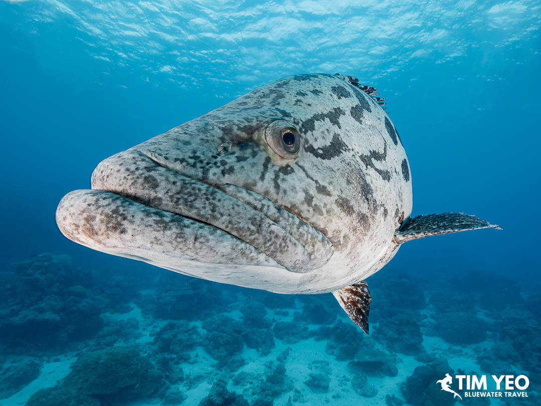 A grouper stares at the camera