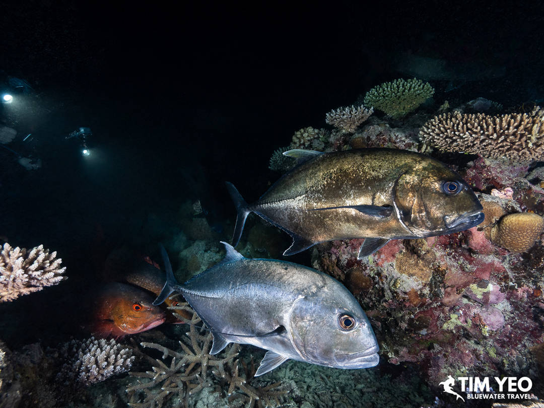 Fish swim around the coral reef