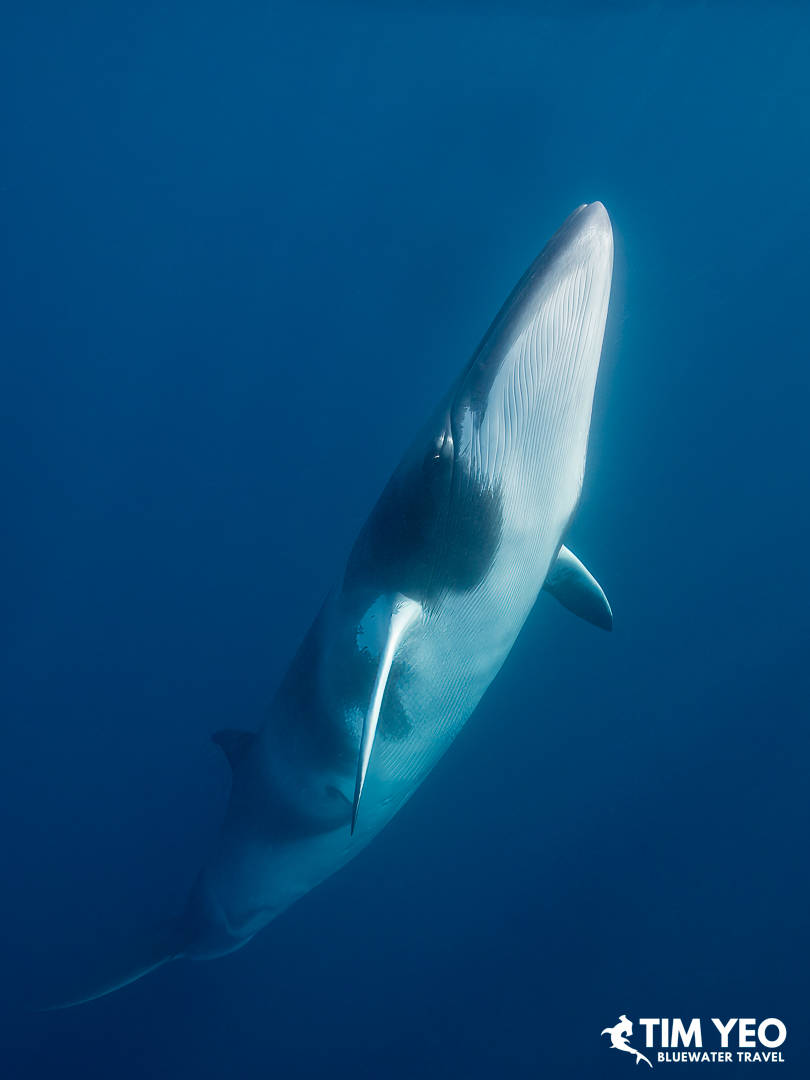 A minke whale swims upward