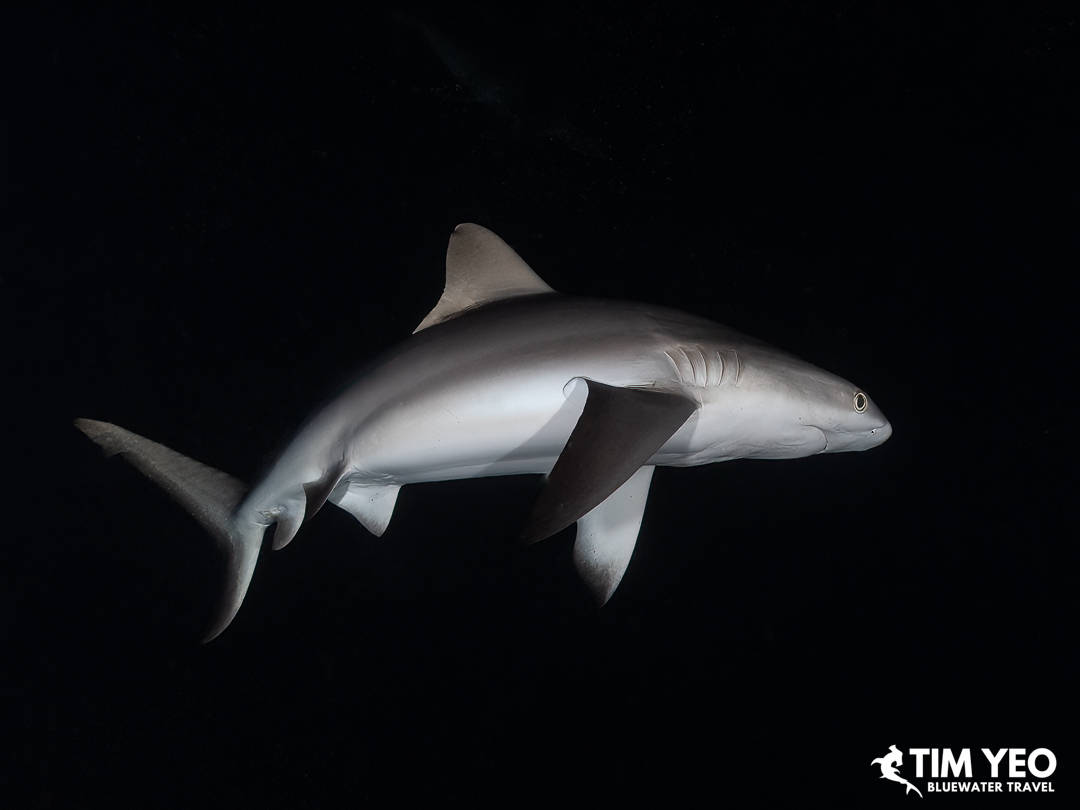 A shark swimming in blackwater