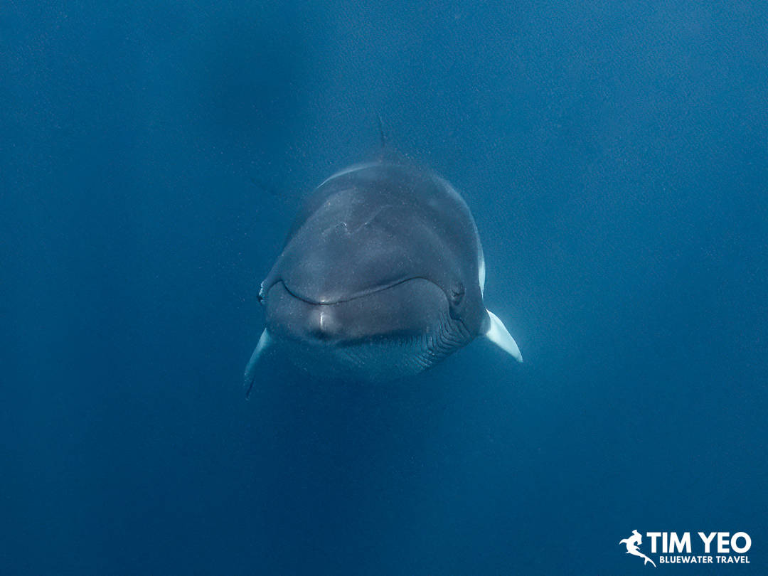 Minke whales in Australia