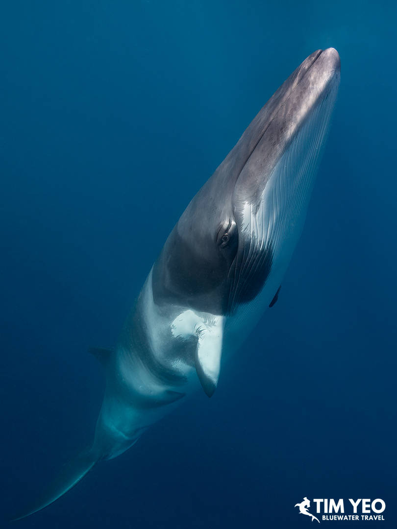 Minke whales in Australia