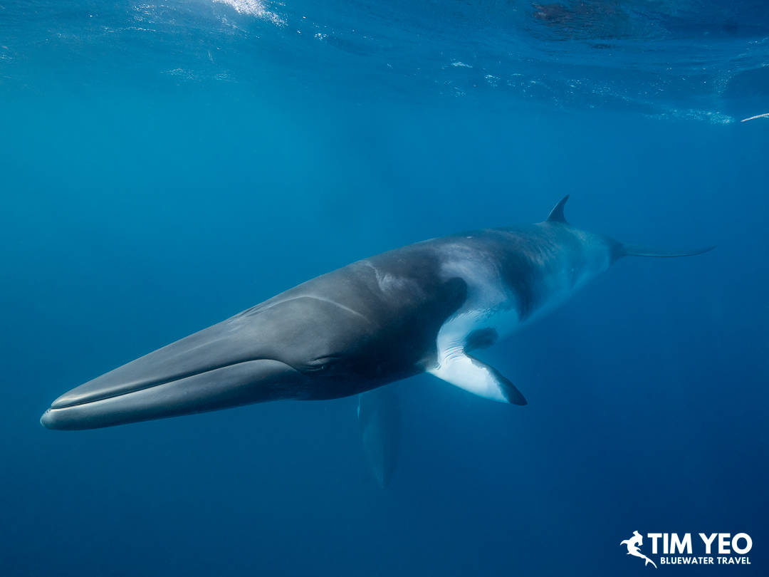 Minke whales in Australia
