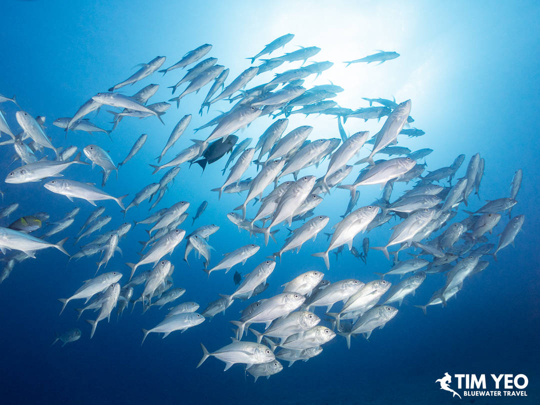 A school of silver fish
