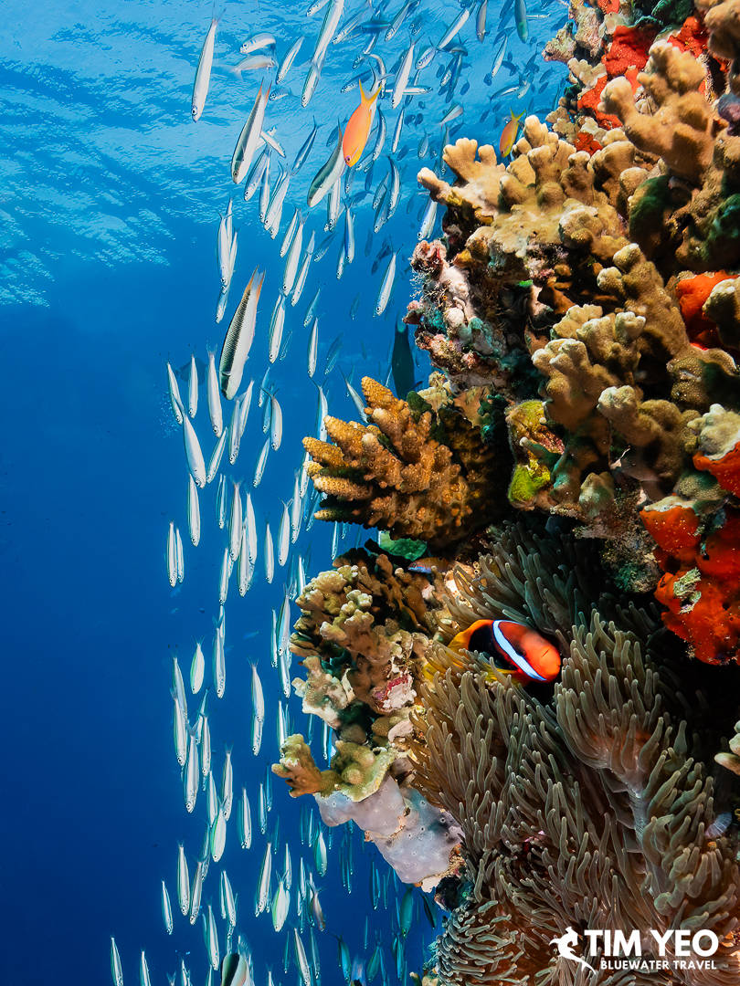 A clownfish and its anemone nestled on the side of a reef