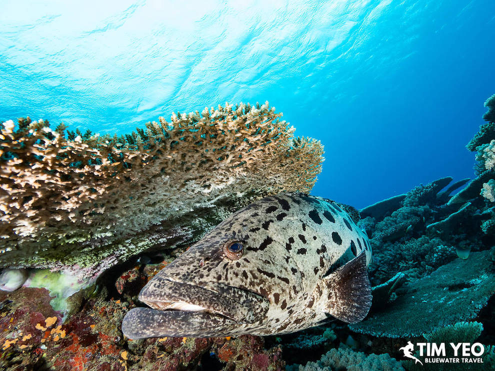 A fish side-eyes the camera
