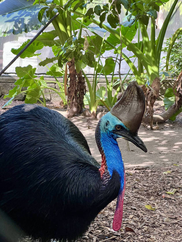 A cassowary in Australia