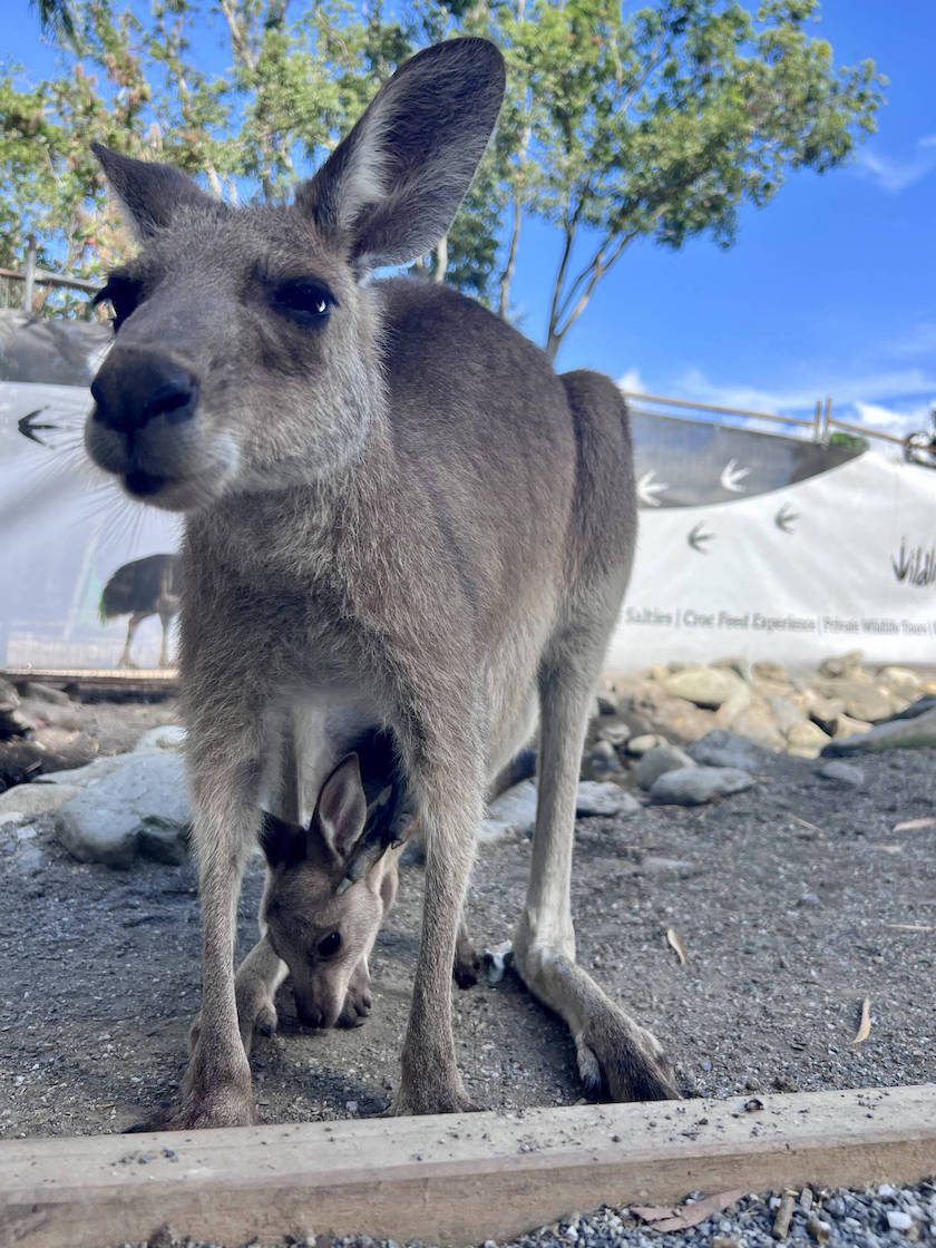 A curious kangoo