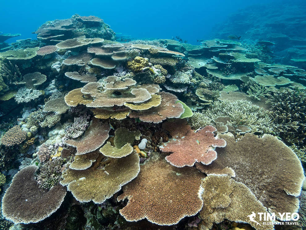 Beautiful coral reefs in the Great Barrier Reef