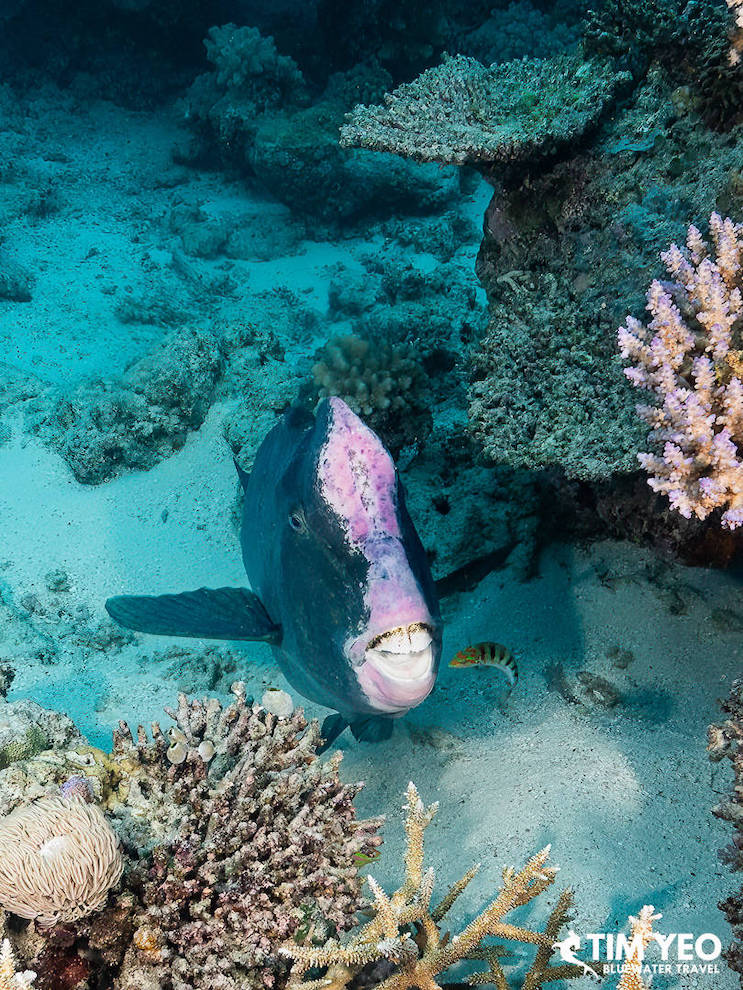 A fish stares at the camera