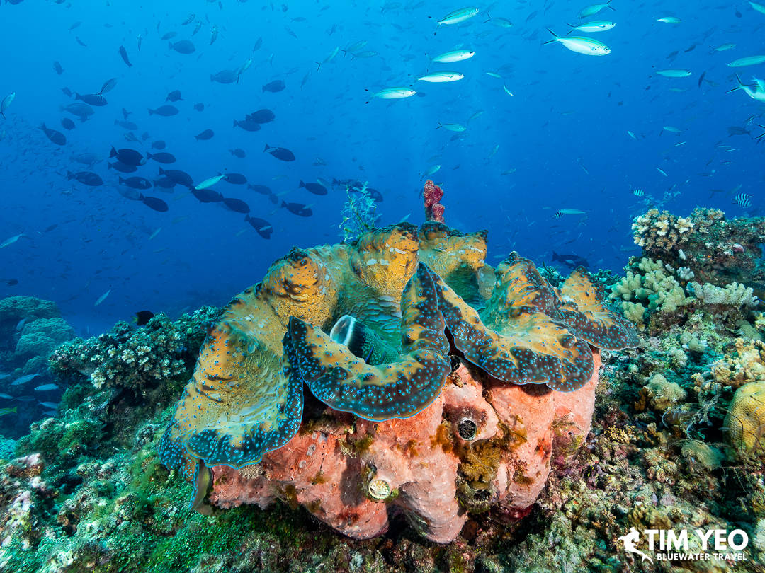 A vibrant giant clam