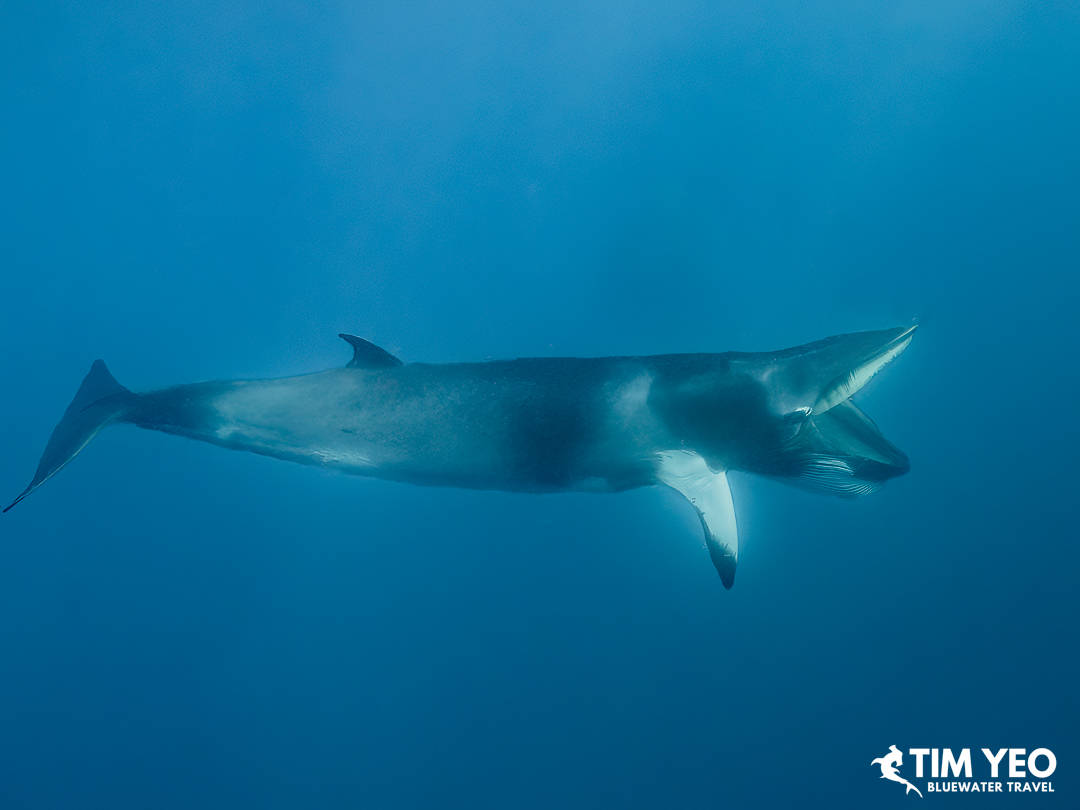 A minke whale with its mouth agape