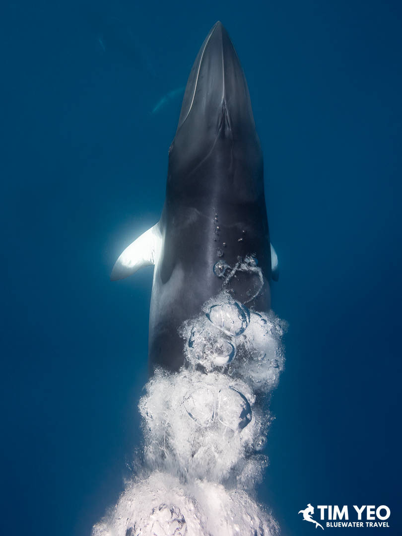 Bubble come up to the surface