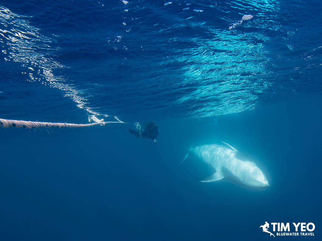 A minke whale shows its belly