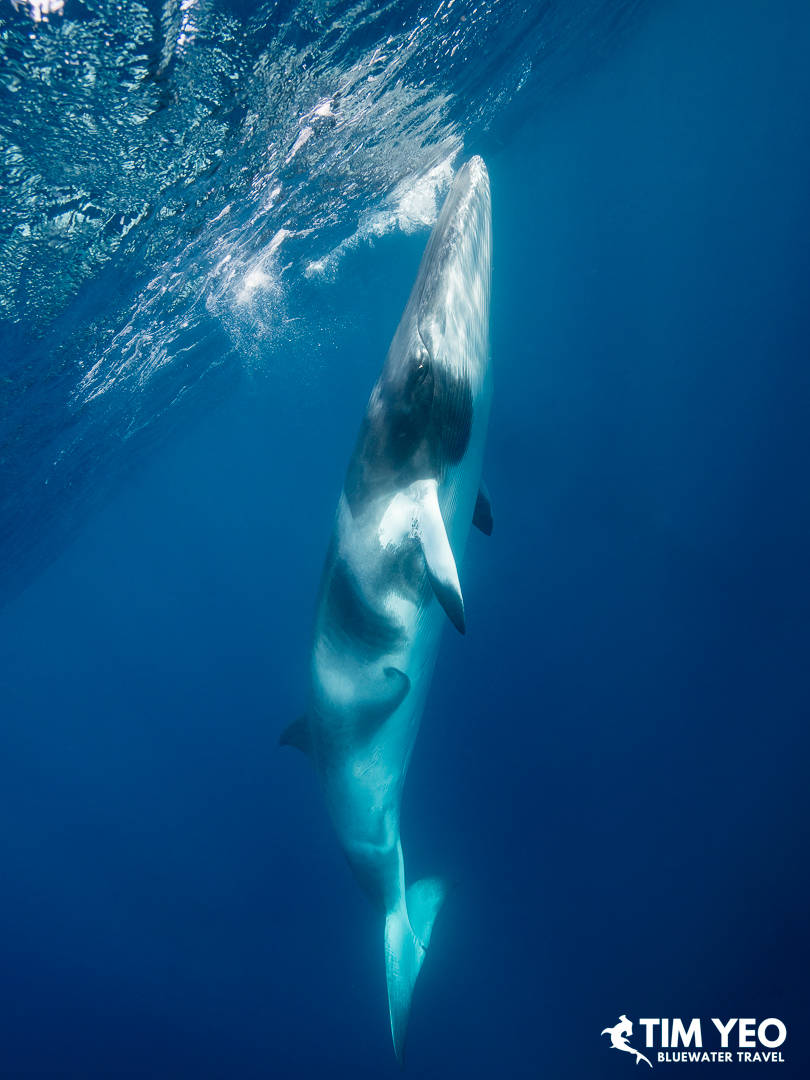 A minke whale breaks the surface of the water